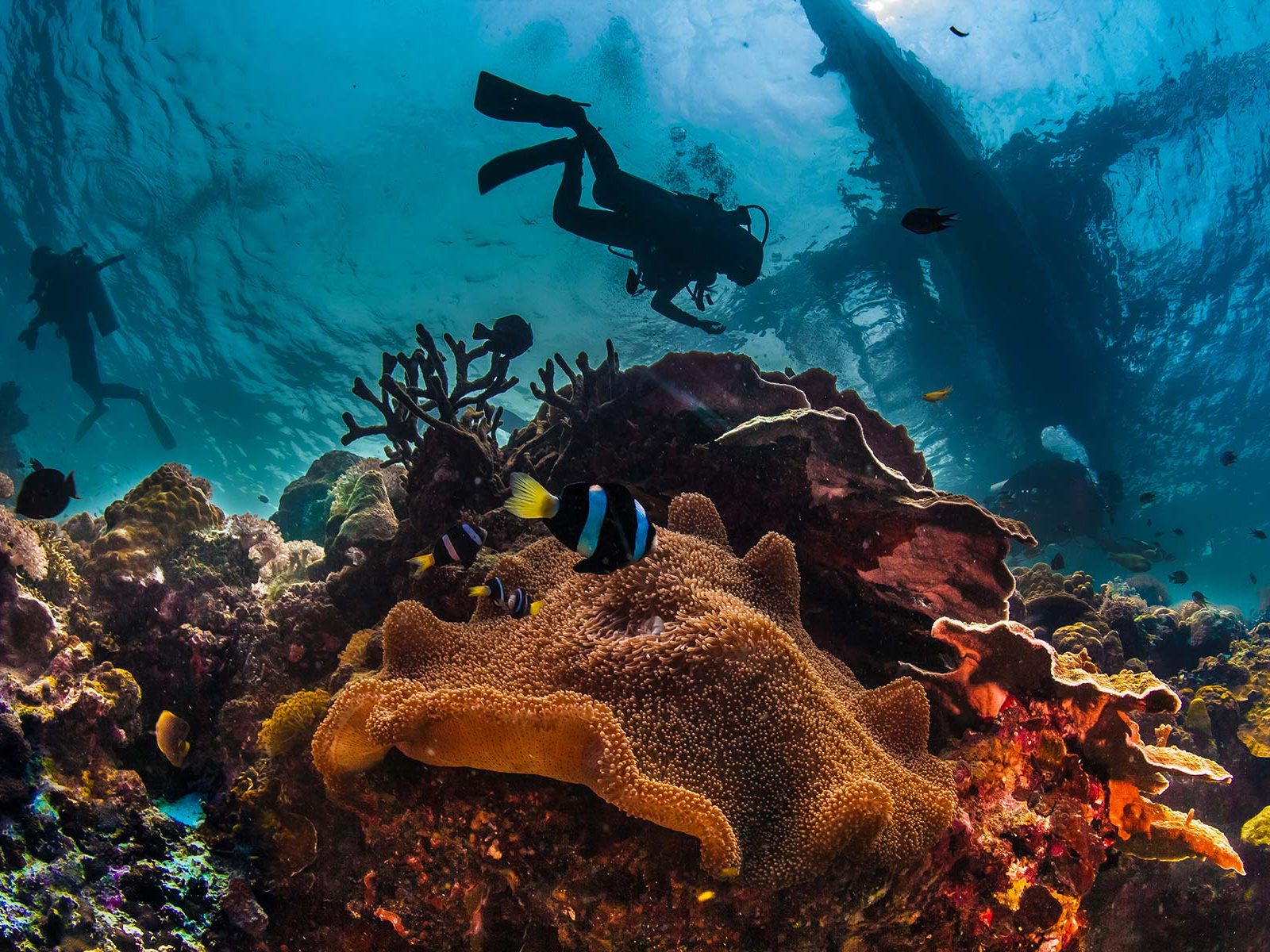 underwater-reefscape-small.jpg